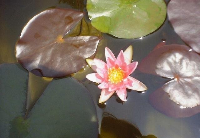 Hardy Water Lily, Waterlily Joanne Pring