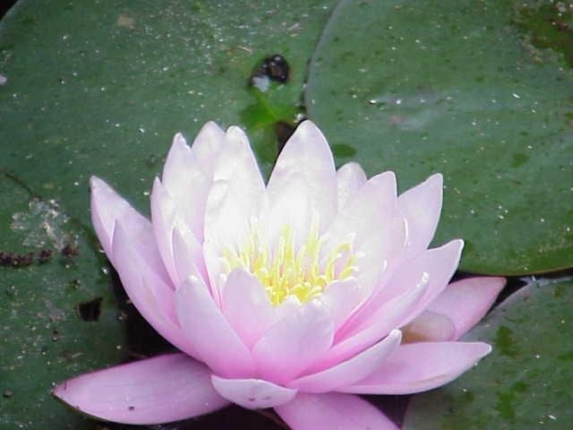 Hardy Water Lily, Waterlily Fabiola