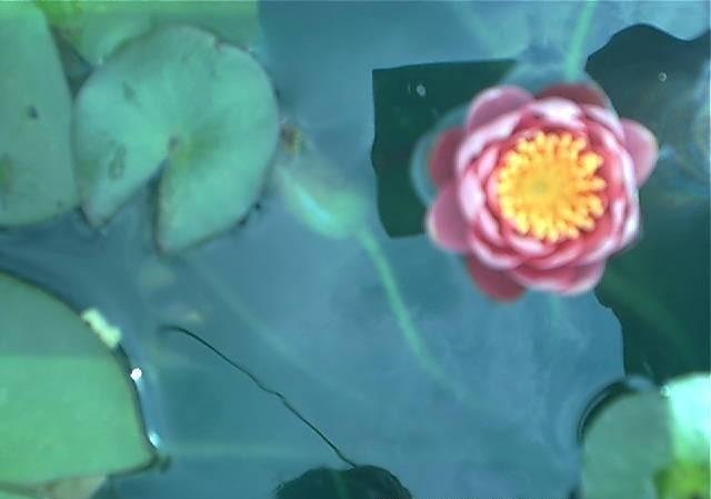 Hardy Water Lily, Waterlily Rembrandt
