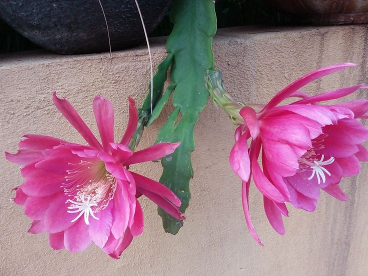 Hybrid Epiphyllum Epicactus Temple of Beauty Orchid Cactus