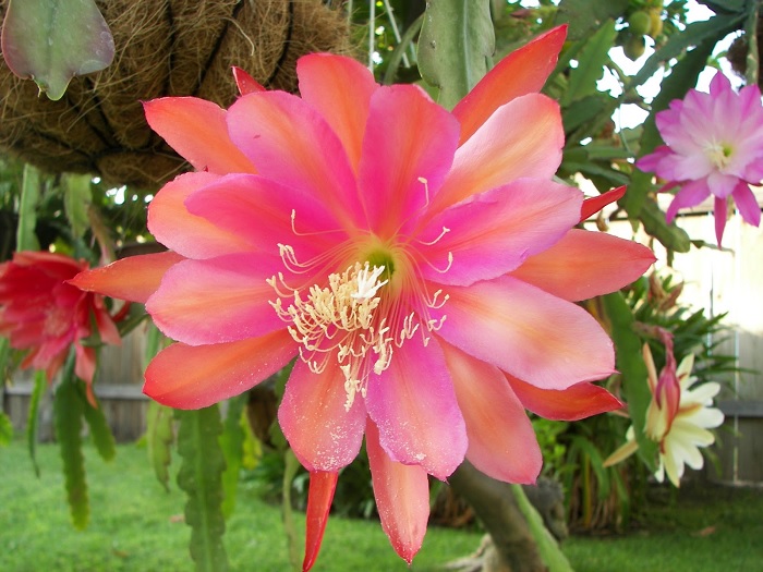 Hybrid Epiphyllum Epicactus Tequila Sunrise Orchid Cactus