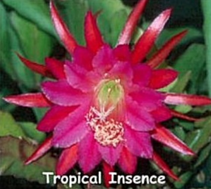 Hybrid Epiphyllum Epicactus Tropical Incense Orchid Cactus