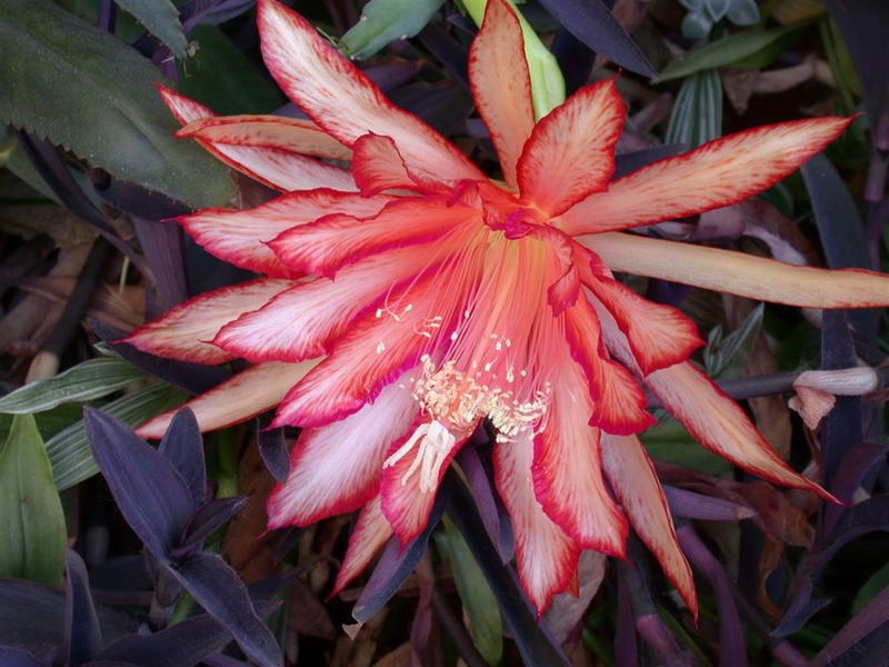 Hybrid Epiphyllum Epicactus Very Sassy Orchid Cactus