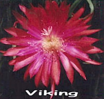 Hybrid Epiphyllum Epicactus Viking Orchid Cactus