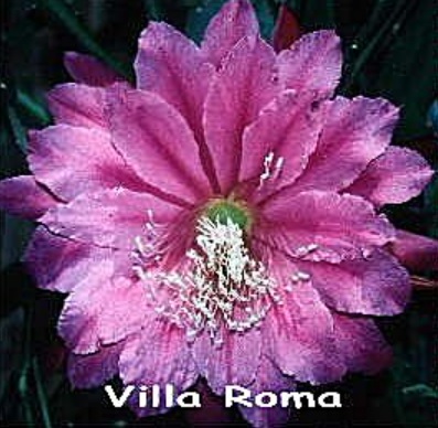 Hybrid Epiphyllum Epicactus Villa Roma Orchid Cactus