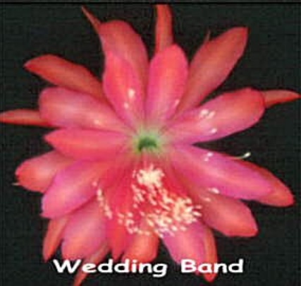 Hybrid Epiphyllum Epicactus Wedding Band Orchid Cactus