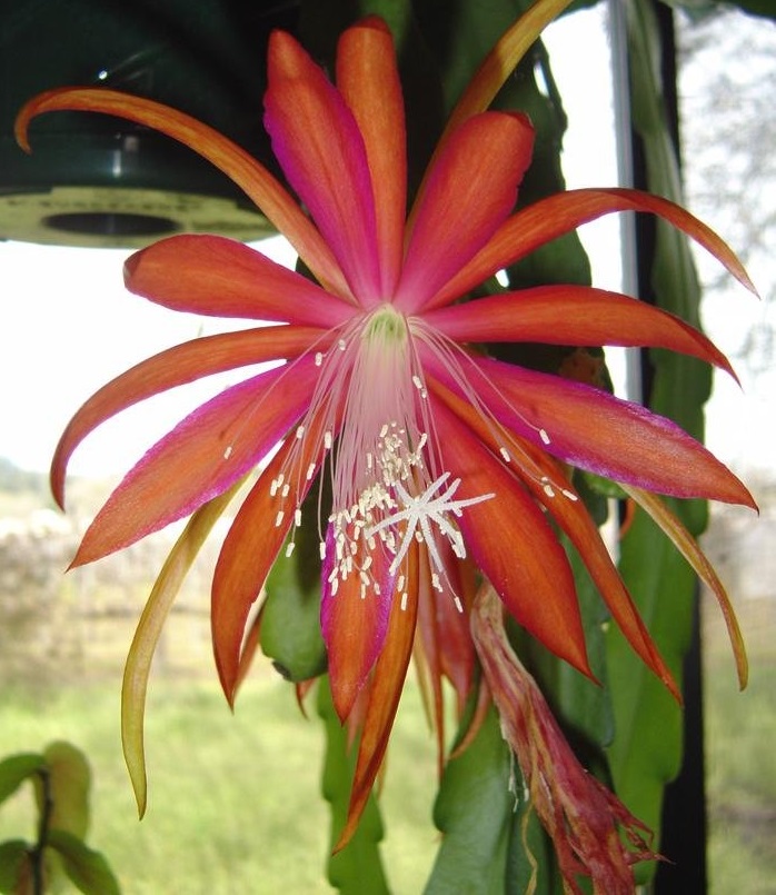 Hybrid Epiphyllum Epicactus Whirligig Orchid Cactus