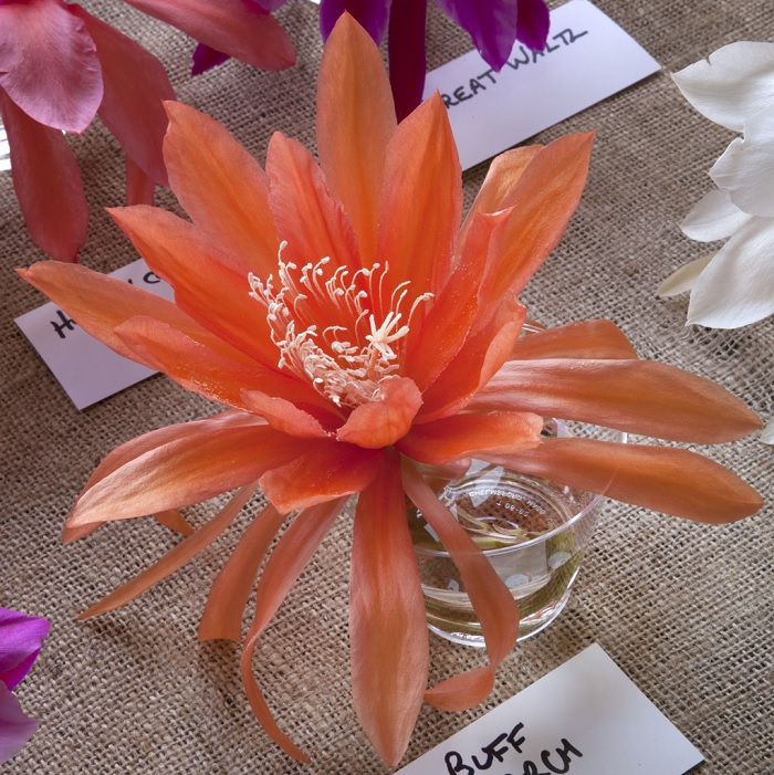 Hybrid Epiphyllum Epicactus Buff Monarch Orchid Cactus