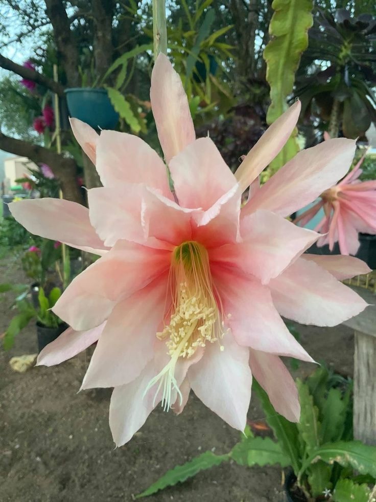 Hybrid Epiphyllum Epicactus Chorale Orchid Cactus
