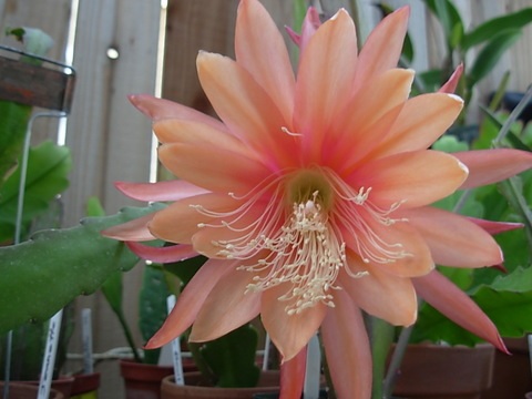 Hybrid Epiphyllum Epicactus Forever Young Orchid Cactus