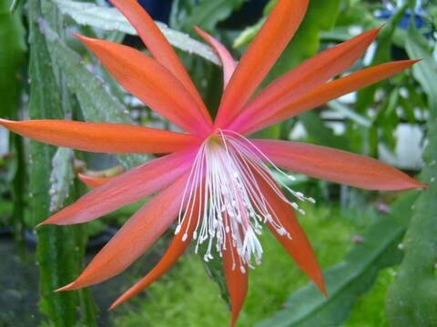 Hybrid Epiphyllum Epicactus Tiny Flame Orchid Cactus