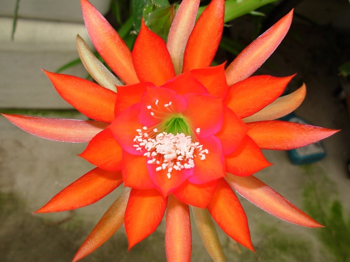 Hybrid Epiphyllum Epicactus Camillo Schneider Orchid Cactus