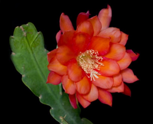 Hybrid Epiphyllum Epicactus Flechsigs Flame Orchid Cactus