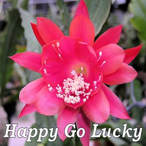 Hybrid Epiphyllum Epicactus Happy Go Lucky Orchid Cactus