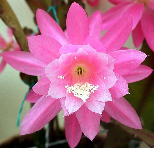 Hybrid Epiphyllum Epicactus Trace of Pink Orchid Cactus