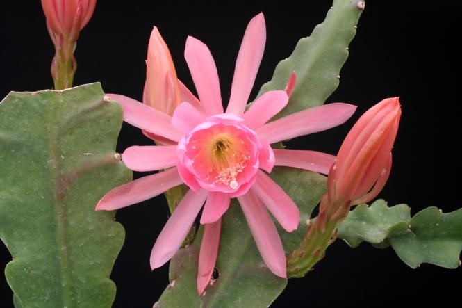 Hybrid Epiphyllum Epicactus Siegfried Orchid Cactus