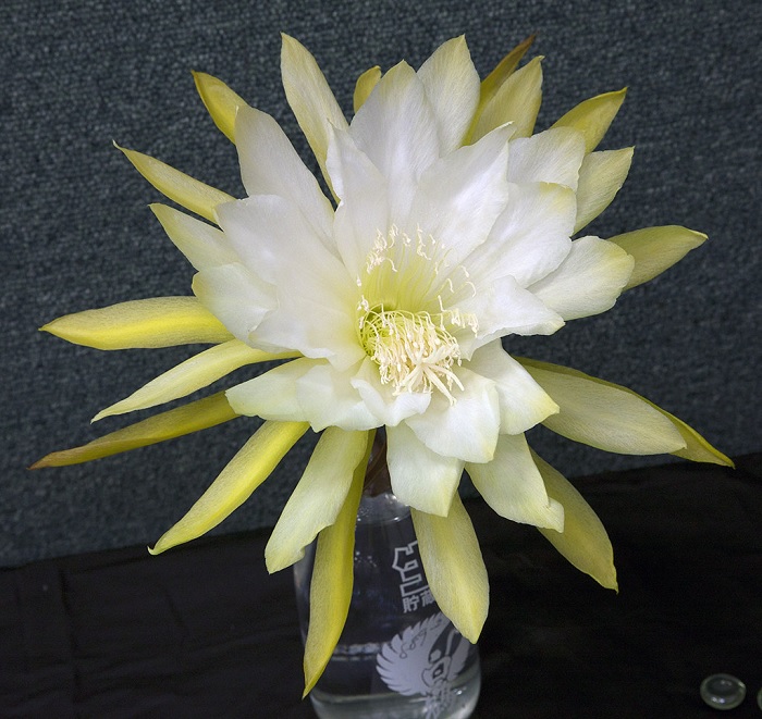 Hybrid Epiphyllum Epicactus Myrah Orchid Cactus