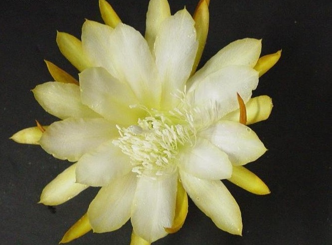 Hybrid Epiphyllum Epicactus Yellow Florence Orchid Cactus