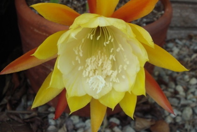 Hybrid Epiphyllum Epicactus William Clark Orchid Cactus