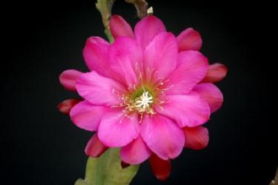 Hybrid Epiphyllum Epicactus Blackamore Orchid Cactus
