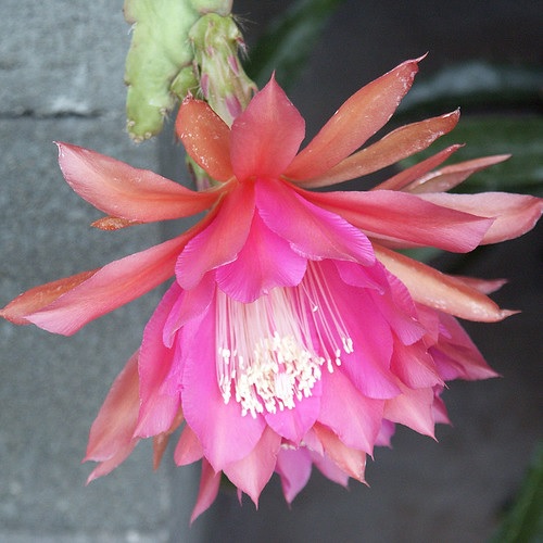 Hybrid Epiphyllum Epicactus Forgiven Orchid Cactus