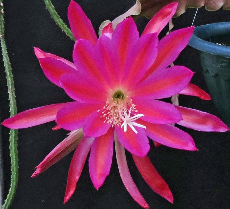 Hybrid Epiphyllum Epicactus Irette Orchid Cactus
