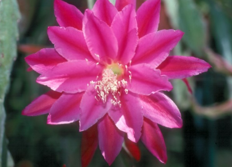 Hybrid Epiphyllum Epicactus Royal Melody Orchid Cactus