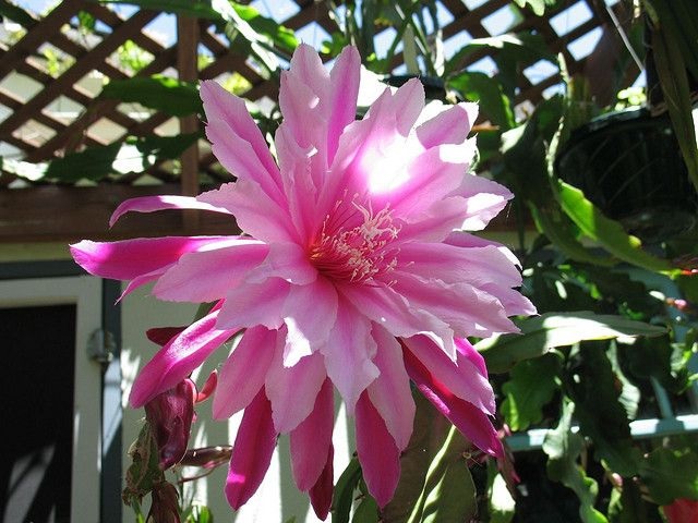 Hybrid Epiphyllum Epicactus Venetian Orchid Cactus
