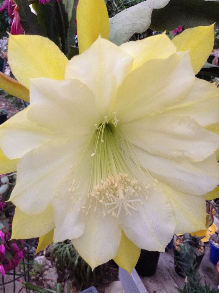Hybrid Epiphyllum Epicactus Marie Frances Orchid Cactus