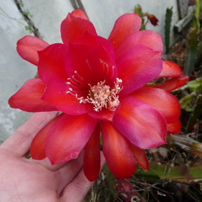 Hybrid Epiphyllum Epicactus Big Red Orchid Cactus