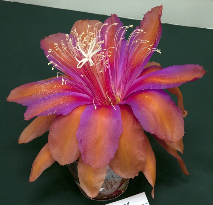 Hybrid Epiphyllum Epicactus Blueray Orchid Cactus