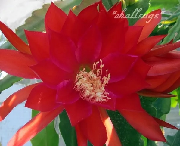 Hybrid Epiphyllum Epicactus Challenge Orchid Cactus