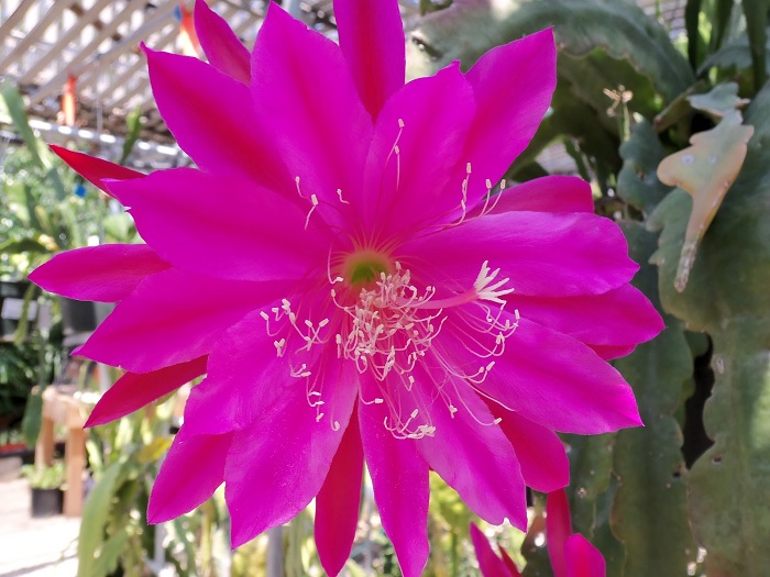Hybrid Epiphyllum Epicactus June Salute Orchid Cactus