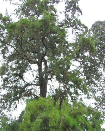 Casuarina Species, River She-Oak