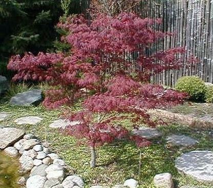 Japanese Maple Fireglow