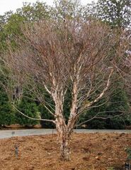 Betula, River Birch 'Fox Valley'