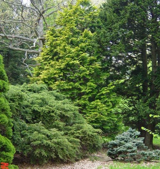 Hinoki False Cypress Crippsii