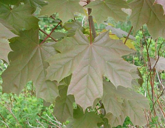 European Maple, Norway Maple Deborah