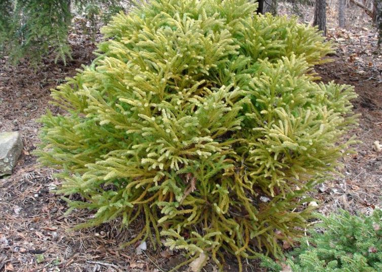 Dwarf Japanese Cedar Globosa Nana
