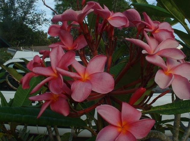 Plumeria, Frangipani, Nosegay, Pagoda Tree, Temple Flower Miami Rose