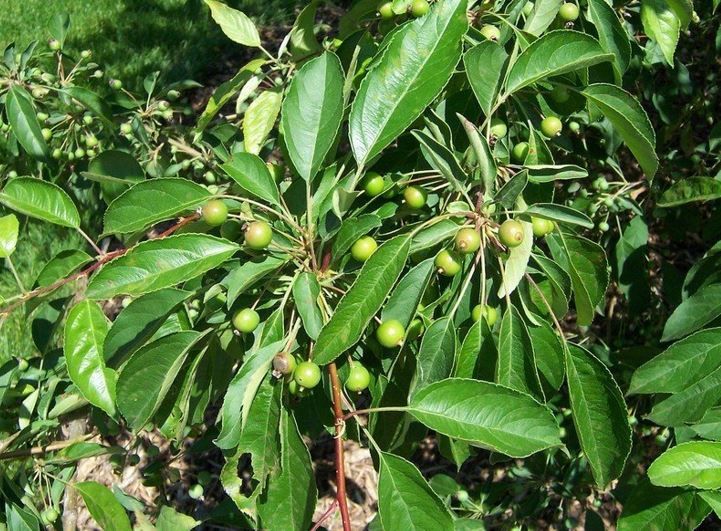 Flowering Crabapple Sugar Tyme