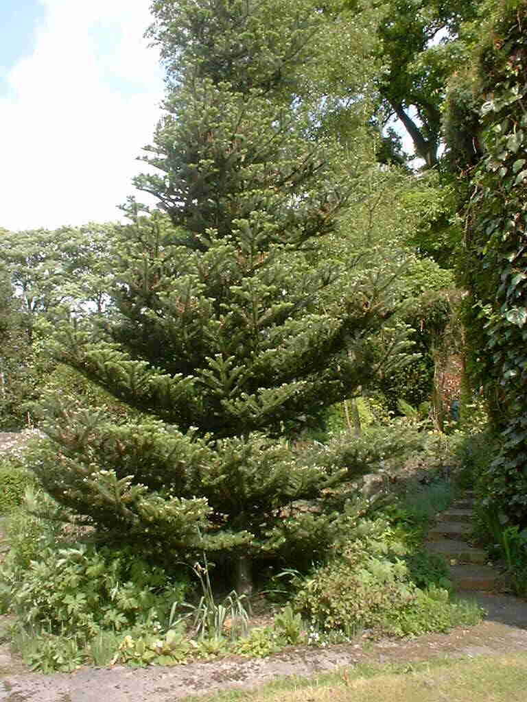 Abies Species, Korean Fir