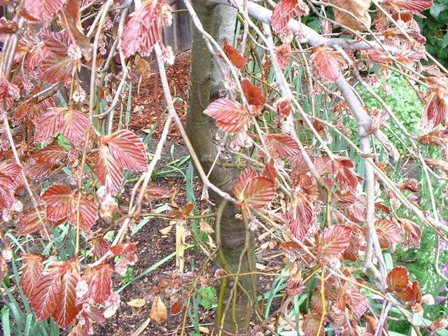 Fagus, Common Beech, Weeping European Beech Purpurea Pendula
