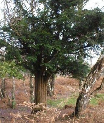 Taxus Species, Common Yew, English Yew, European Yew