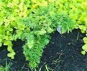 Hinoki False Cypress Fernspray Gold
