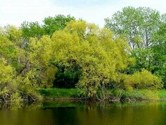 Black Willow