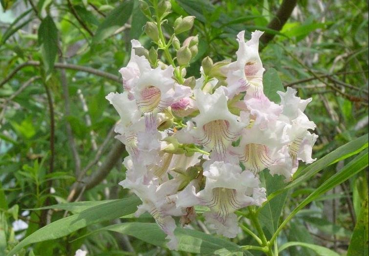 Chitalpa Pink Dawn
