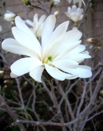 Magnolia, Star Magnolia Royal Star