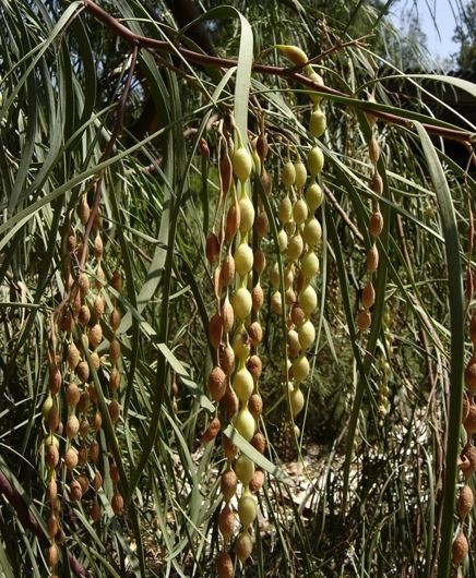 Acacia Species, Eumong, Shoestring Acacia