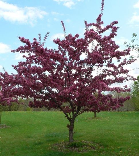 Flowering Crabapple Cardinal
